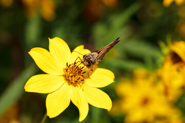 Macro close-up Skipper Butterfly collecting nectar and pollen on a bright yellow late summer flower