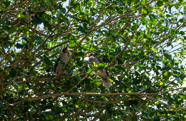 Australian Noisy Miner (Manorina melanocephala)
