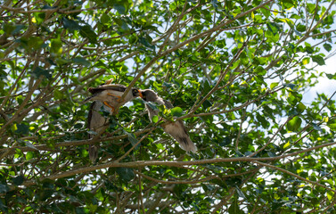 Australian Noisy Miner (Manorina melanocephala)