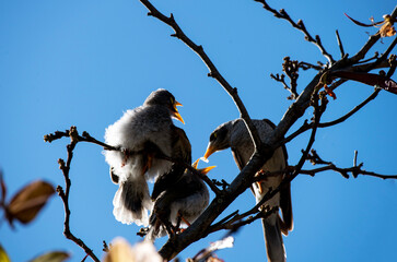 Australian Noisy Miner (Manorina melanocephala)