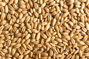 close up of wheat seeds	