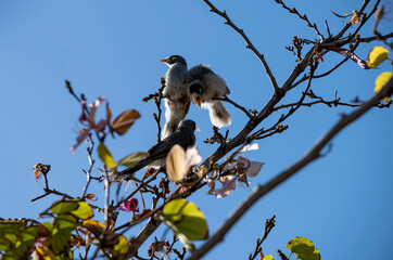 Australian Noisy Miner (Manorina melanocephala)