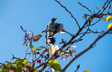 Australian Noisy Miner (Manorina melanocephala)