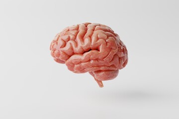Brain on a white background. Medical concept, brain diseases, mental problems. Operations and treatment of the brain. 3d rendering, 3d illustration.