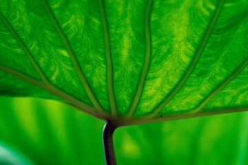 Macro shot of green taro leaf