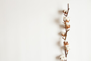 A branch of dry cotton on a white background close up as a background