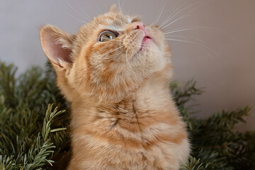 Ginger kitten with green eyes sitting in branches christmas tree.New year concept.