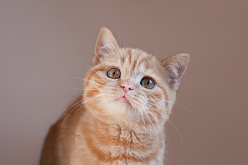 Closeup photography of ginger kitten on beige background.