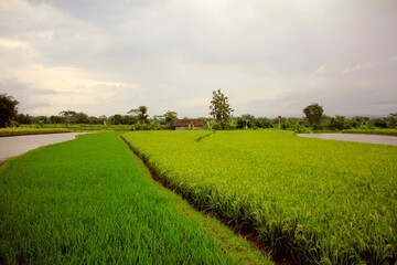 Fototapeta na wymiar Beautiful Green and Wide Rice Fields.