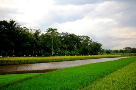 Wide Rice Fields with Forest Backgorund © Herjan_Photo