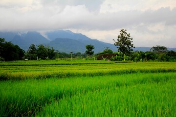 Wide Rice Fields with Hill Backgorund