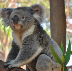 koala in a tree © Jeannette