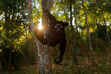 Indri indri - Babakoto the largest lemur of Madagascar has a black and white coat, climbing or...