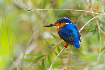 Malagasy or Madagascar Kingfisher - Corythornis vintsioides blue bird in Alcedinidae in Madagascar, Mayotte and the Comoros, natural habitat is subtropical or tropical mangrove forests.
