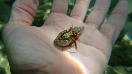 Mediterranean rocky shore hermit crab or Mediterranean intertidal hermit crab (Clibanarius erythropus) on the hand of a diver, Aegean Sea, Greece, Thasos island