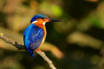 Malagasy or Madagascar Kingfisher - Corythornis vintsioides blue bird in Alcedinidae in Madagascar, Mayotte and the Comoros, natural habitat is subtropical or tropical mangrove forests.