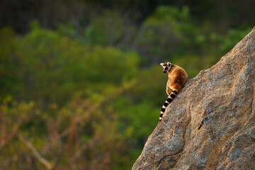 Ring-tailed Lemur - Lemur catta large strepsirrhine primate with long, black and white ringed tail,...