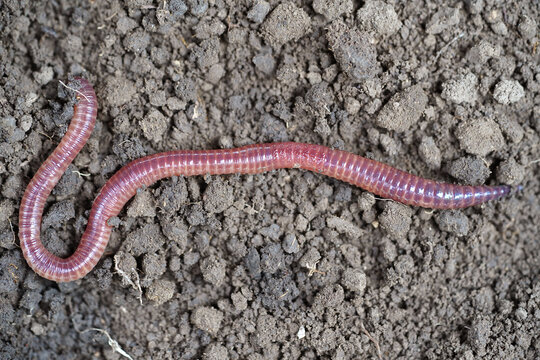 earthworm for catching fish on the soil close-up