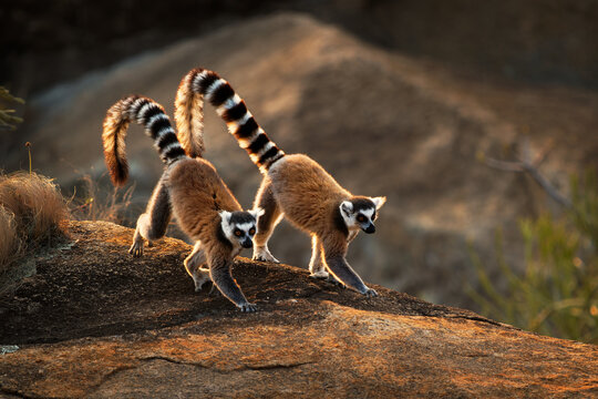 Ring-tailed Lemur - Lemur catta large strepsirrhine primate with long, black and white ringed tail, endemic to Madagascar and endangered, in Malagasy as maky, maki or hira. Pair on the rock