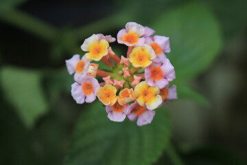 Beautiful Pink Lantana Flowers with Bokeh Background