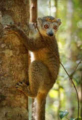 Crowned Lemur - Eulemur coronatus endemic to the dry deciduous forests of northern tip of Madagascar, eats a diet of flowers, fruits, and leaves, ape on the tree in the jungle © phototrip.cz