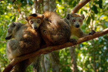 Crowned Lemur - Eulemur coronatus endemic to the dry deciduous forests of northern tip of Madagascar, eats a diet of flowers, fruits, and leaves, ape on the tree in the jungle