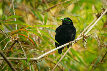 Velvet Asity - Philepitta castanea black bird with the green eye brow in family Philepittidae, endemic to Madagascar, subtropical or tropical moist lowland forests, sitting in the jungle