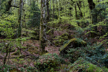 Fototapeta premium Different shades of green in springtime forest