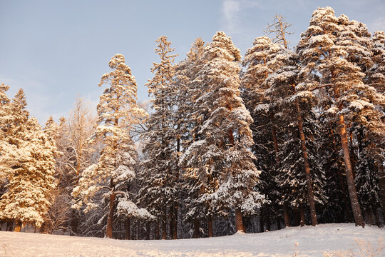 Background image of beautiful winter scenery with tall pine trees covered in snow, copy space