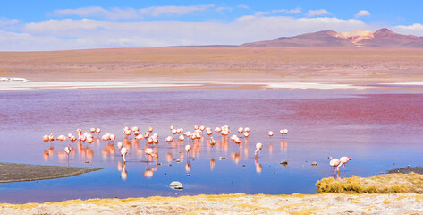 Laguna Colorada, Uyuni, Bolívia