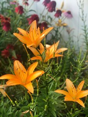 orange tiger lily