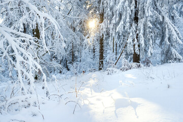 Fototapeta na wymiar zauberhafter verschneiter Winterwald, Licht bricht durch die schneebedeckten Zweige der Bäume