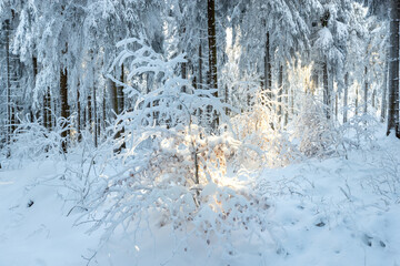 zauberhafter verschneiter Winterwald, Licht bricht durch die schneebedeckten Zweige der Bäume