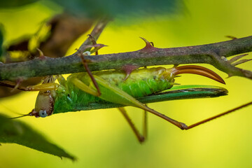 Profile view of a Handsome Meadow Katydid (Orchelimum pulchellum) clinging to a thorny stem. Raleigh, North Carolina.