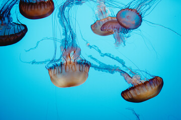 Chironex fleckeri swim in the ocean, jellyfish blue background, Monterey