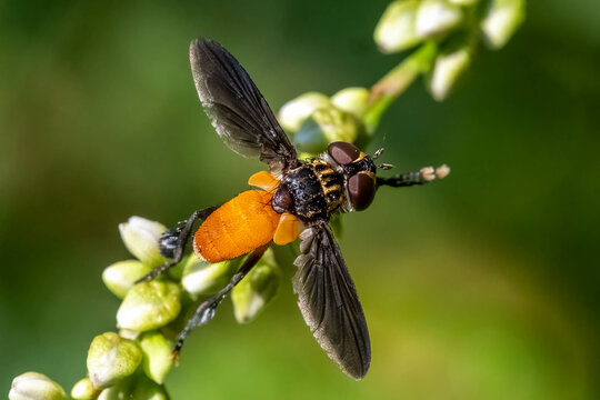 A Swift Feather-legged Fly&nbsp;(Trichopoda pennipes), a beneficial parasitoid and predatory insect. Raleigh, North Carolina.