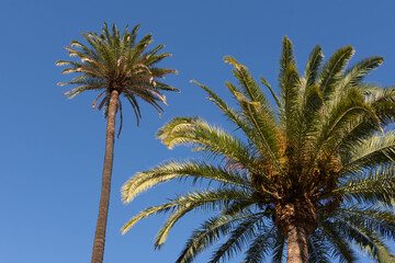 Fototapeta premium palm trees against sky