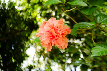 A large salmon-colored flower that bloomed on a tree