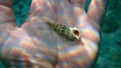 Sea snail common cerith or European cerith (Cerithium vulgatum) on the hand of a diver, Aegean Sea, Greece, Thasos island
