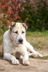 large adult dog breed alabai