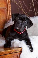 Obraz premium dog breed cane corso italiano