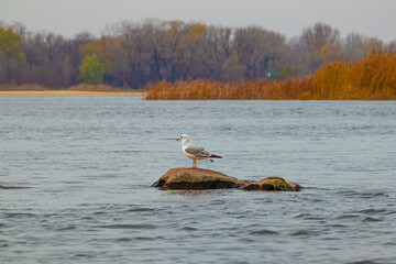 Fototapeta premium A gull bird (Larus) stands on a stone protruding from the water on the Dnieper River on an autumn day. Forest on the horizon. Nature of Ukraine