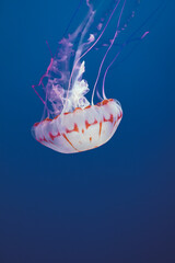 Chrysaora colorata swim in the ocean, jellyfish blue background, Monterey © Kate