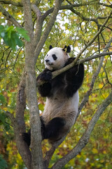 Obraz na płótnie Canvas A giant panda climbing in a tree