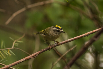 Golden-crowned Kinglet ( Regulus satrapa ) bird on a branch