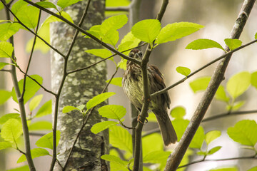 Song Sparrow Melospiza melodia bird on a branch in trees during spring