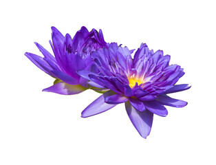 Wasserlilien freigestellt