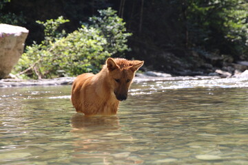 A small, beautiful red dog bathes in a mountain river