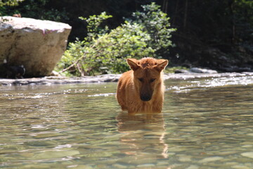 A small, beautiful red dog bathes in a mountain river