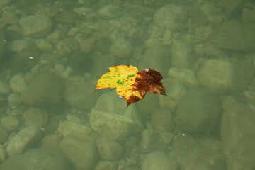 Yellow autumn leaf floating on the river. Clear water, you can see the bottom.